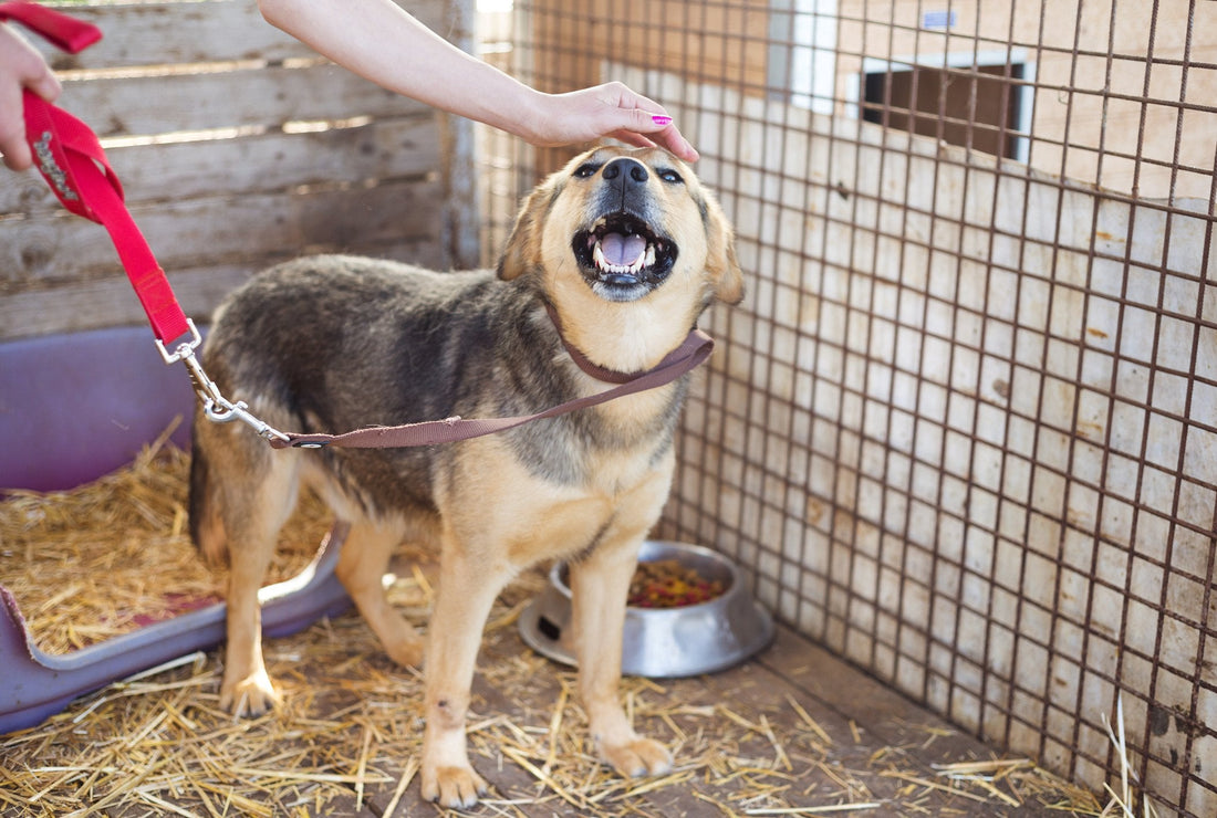 What Should I Do to Help My Dog Recover from Kennel Cough?