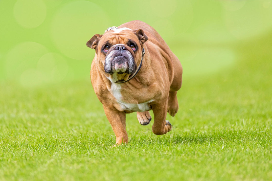 5 Dangers of Obesity in Dogs