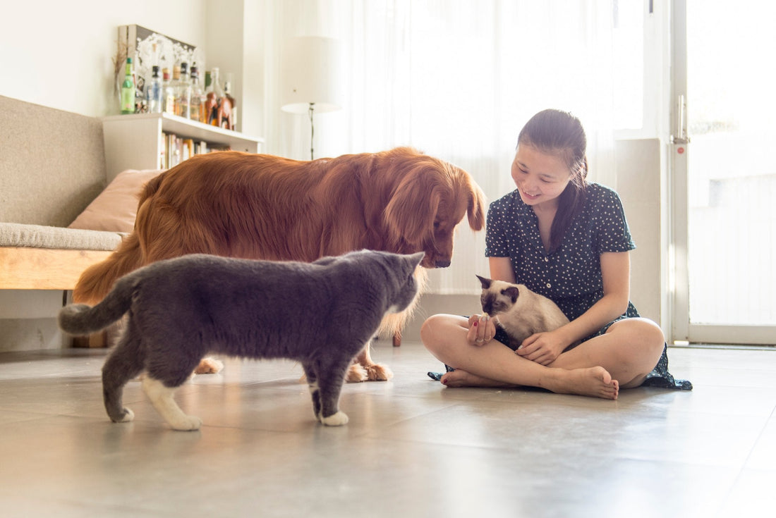 7 Medicinal Mushrooms and Their Incredible Benefits for Your Pets