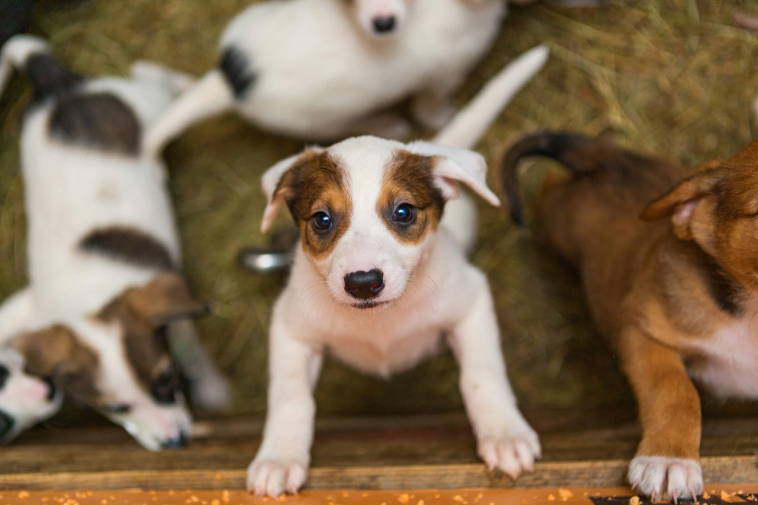 Why You Should Consider Breed-Specific Pet Rescues