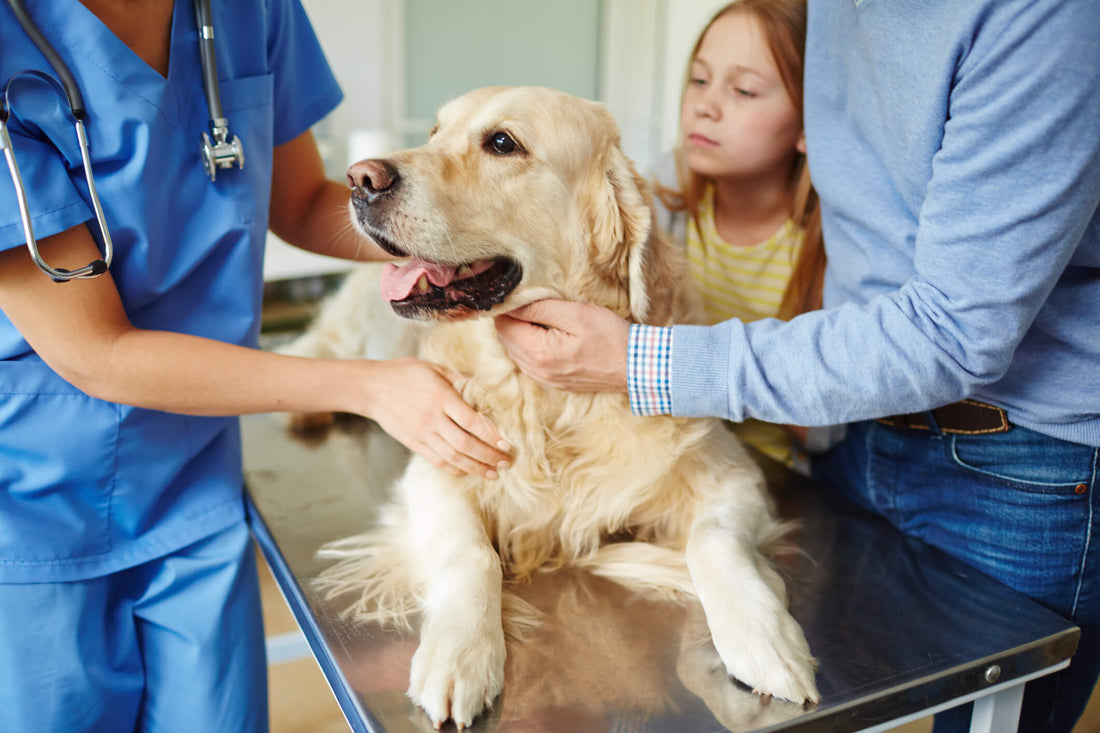 4 Types of Thyroid Issues in Dogs