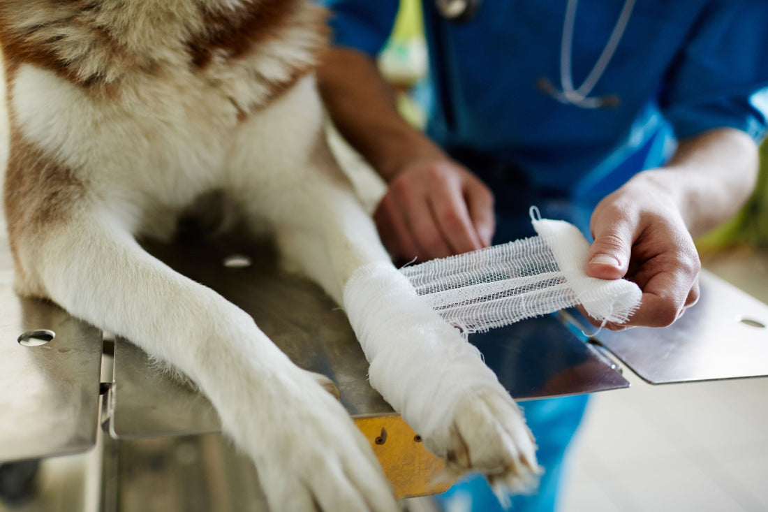 Recognize Paw Pad Injuries and Prevent Them Getting Worse