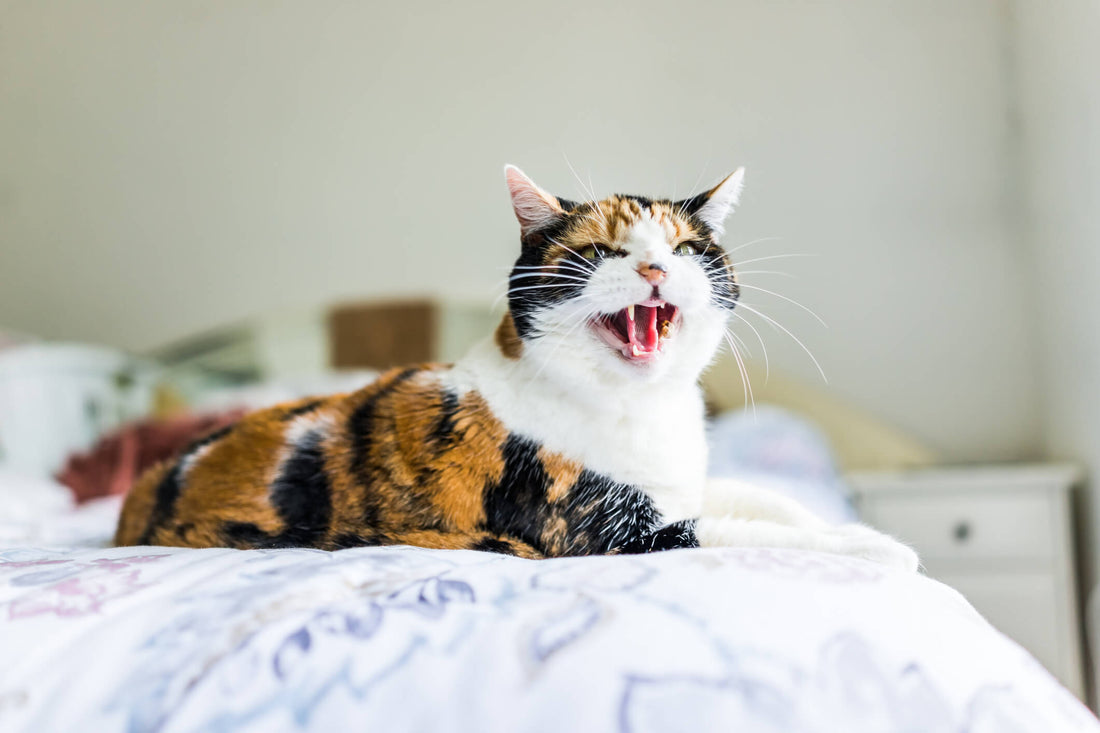 Watch for These Behaviors that Indicate Your Pet Is In Pain