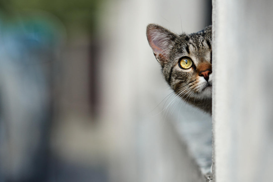 Pay Attention to Your Cat’s Sixth Sense Intuition!