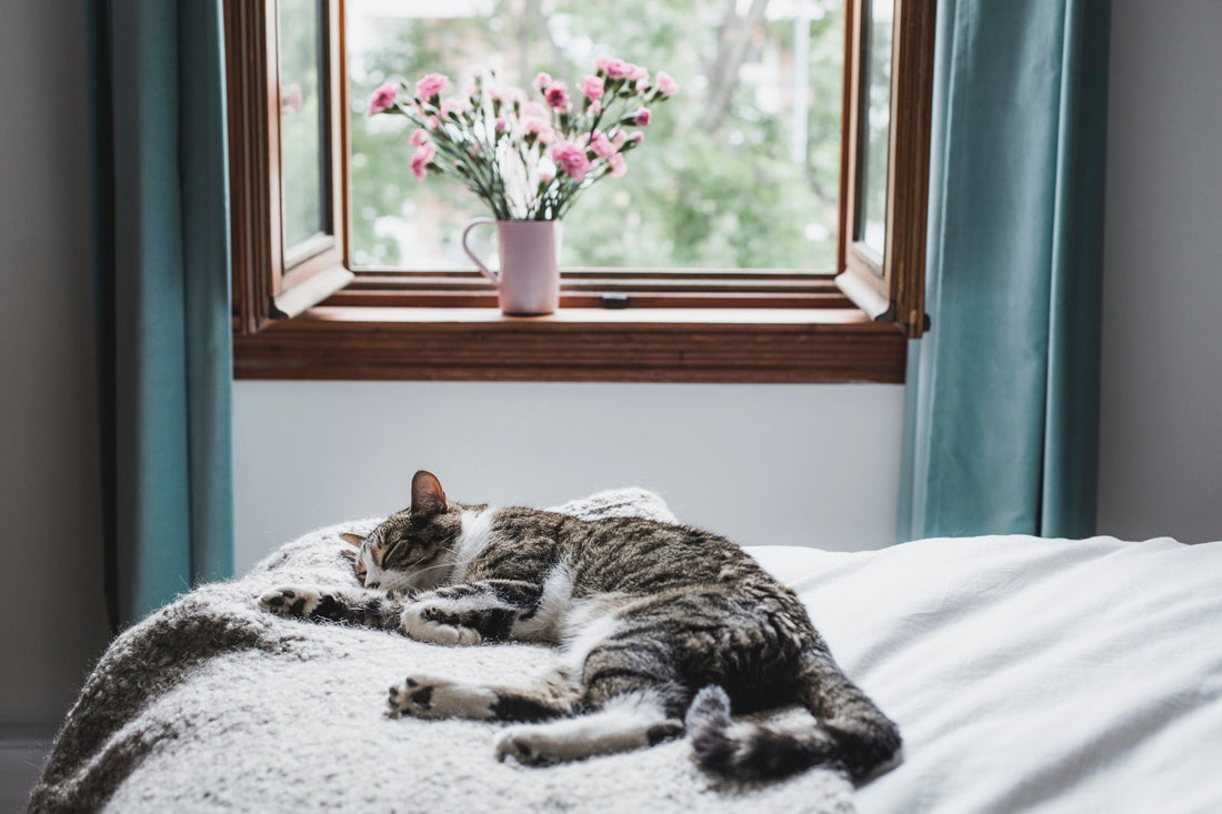 Are Springtime Allergies & Asthma the Reason for Your Cat's Lethargy?