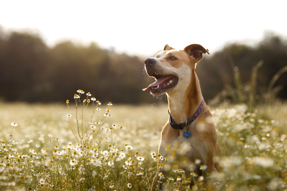 Protect Your Pet From These 8 Outdoor Dangers