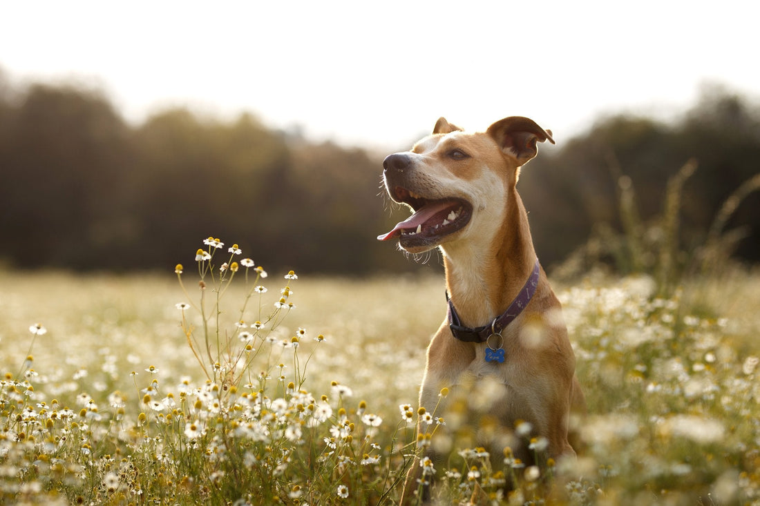 Probiotics Aren't Just for Dogs & Cats with Gut Problems
