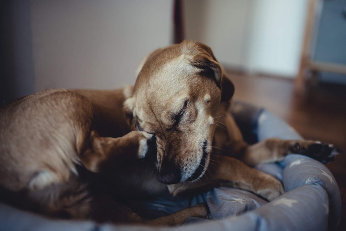 Why Might Pet Allergies Get Worse in Winter?