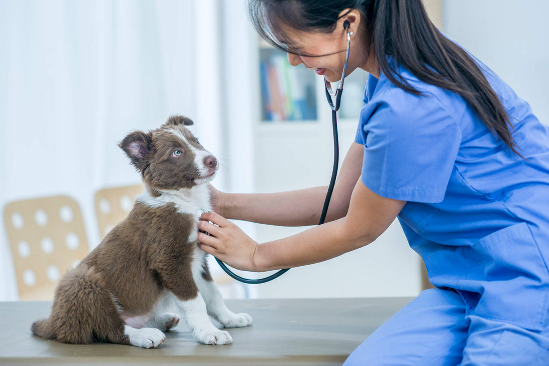 Bolster Your Pet's Cardiovascular System With These Wellness Tips