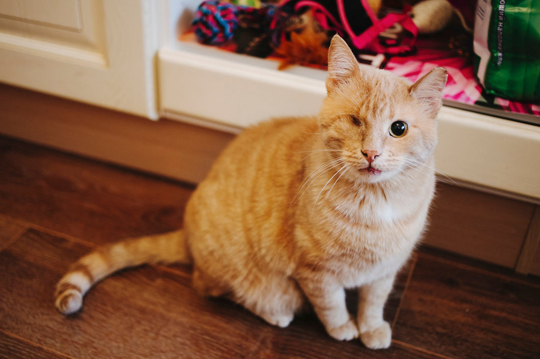 Your Cat’s Eye Problems May Be Linked to High Blood Pressure
