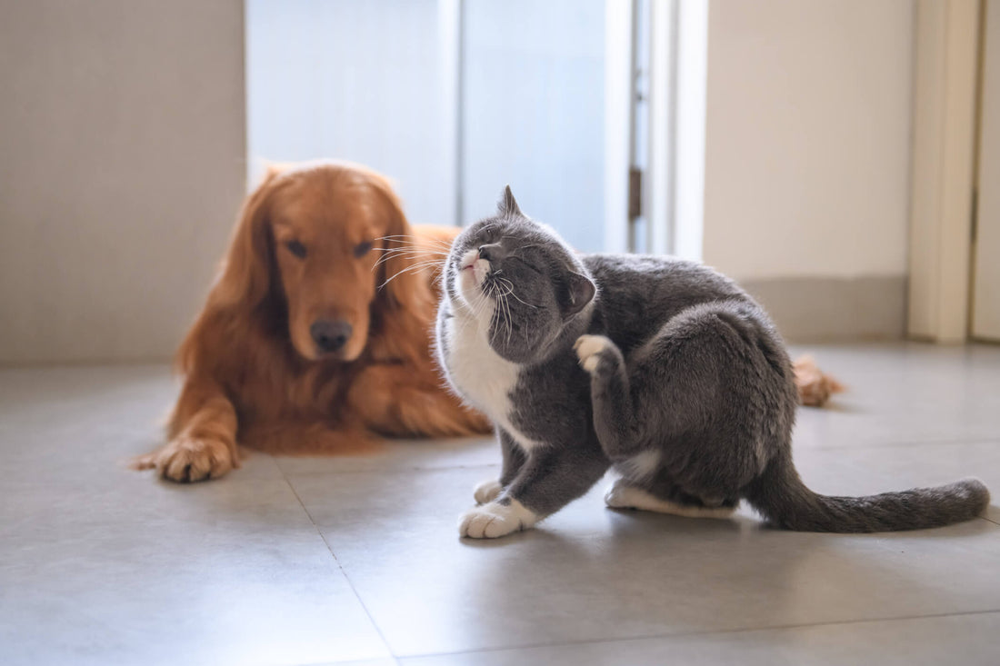 Why Does My Pet Have Itchy, Allergic Skin in Winter?
