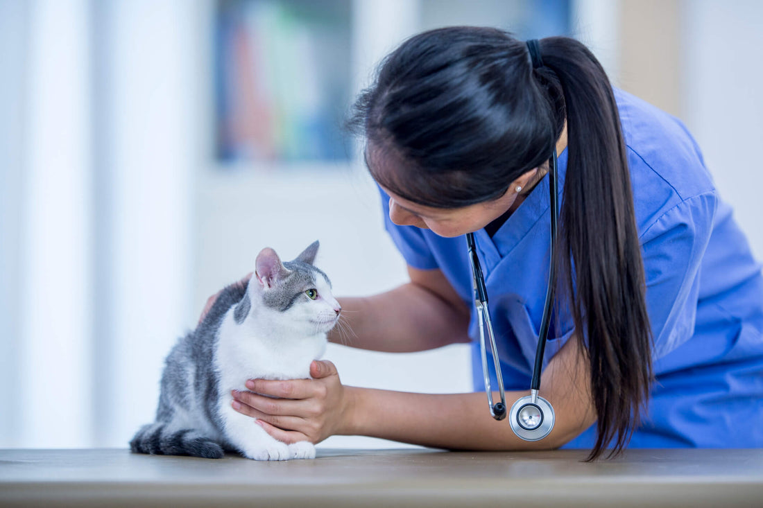 Liver Problems Could be Responsible for Your Cat's Delicate Tummy