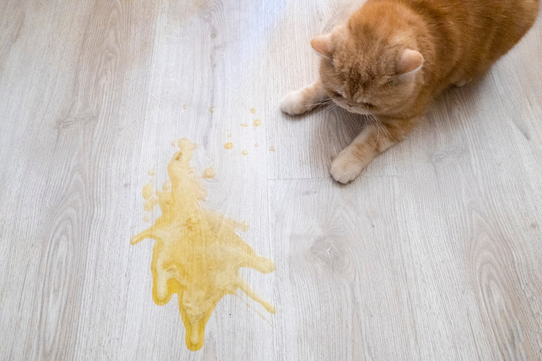 Why Is My Cat Peeing Around the House?