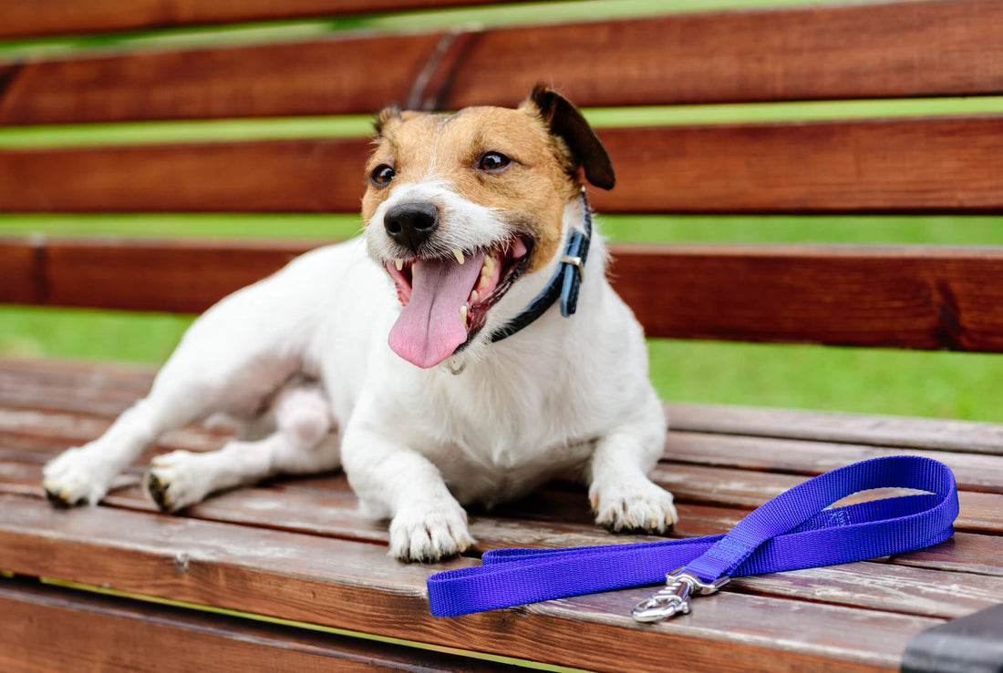 Why Is Your Dog Wheezing After Romping Outdoors?