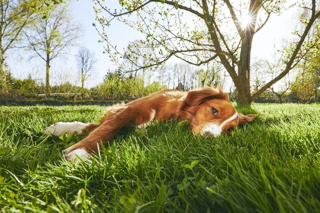 Do Dogs Experience Muscle Soreness?