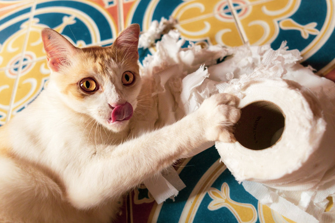 Why the Heck is My Cat Eating Non-Food Items?