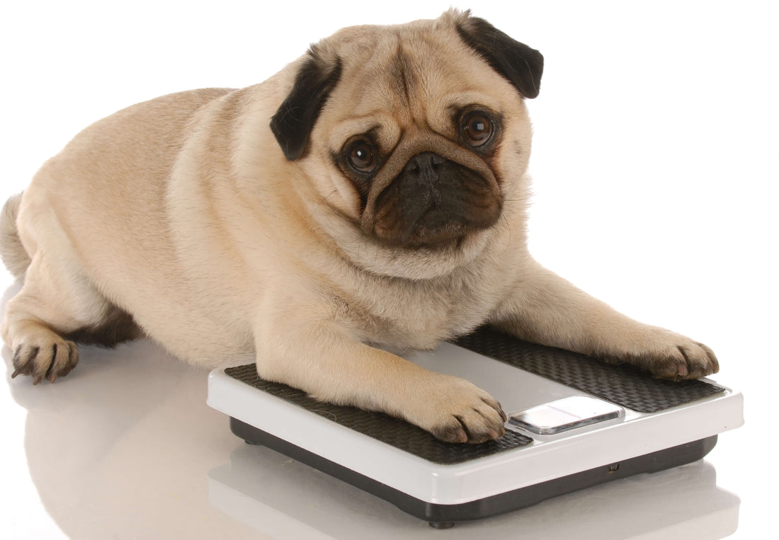 Hypothyroidism Could be Packing the Pounds on Your Senior Dog