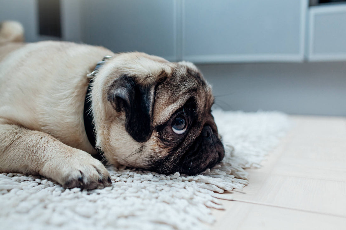 What You Need to Know About Canine Joint Supplements