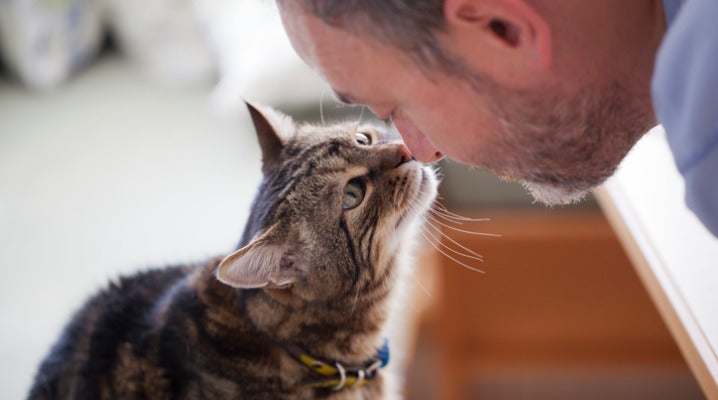 Why You Need to Watch Out For Abrupt Changes to Your Cat's Behavior