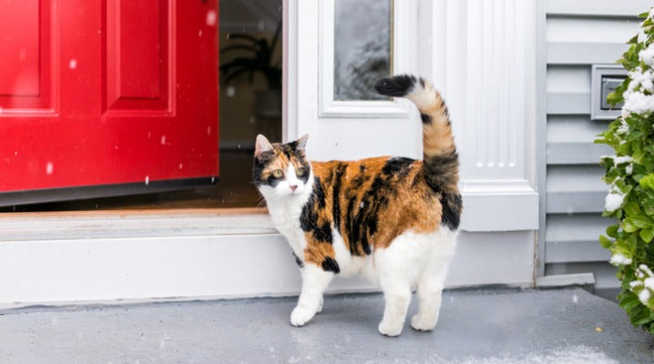 Soothe Your Cat's Dry Winter Skin with These 5 Tips