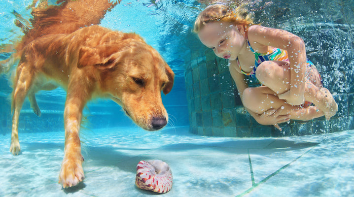 Outdoor dangers for your pet: Heat stress, dog parks and poisoning