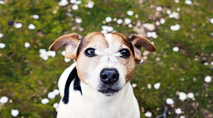 Not All Allergies Affect Your Pets the Same
