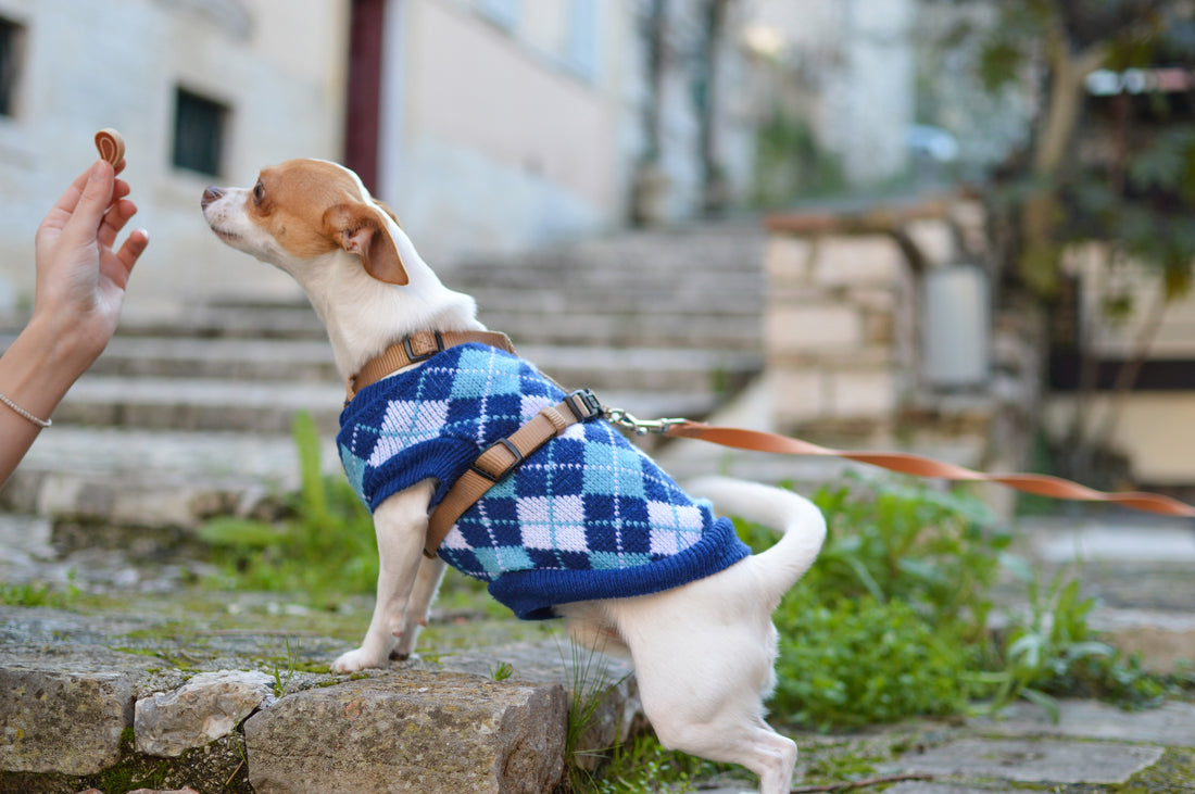 Are Treats Ruining Your Dog's Diet?
