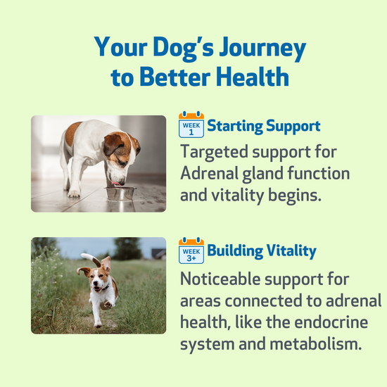 Adrenal Harmony Gold - Supports Healthy Adrenal Gland Function in Dogs ...