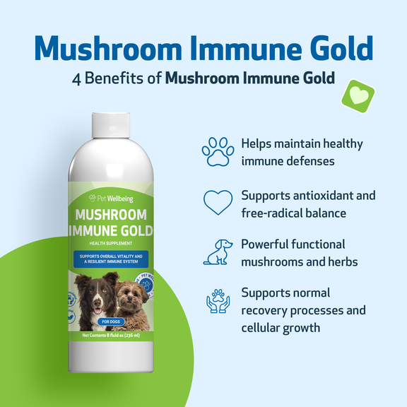 How Functional Mushrooms Support Post-Surgery Immune Recovery