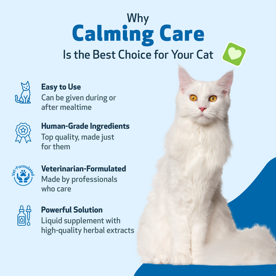 Best cat calming hot sale