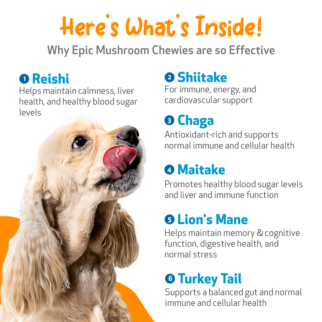 Epic Mushroom Chewies for Immune Health and Cognitive Function in Do Pet Wellbeing CA