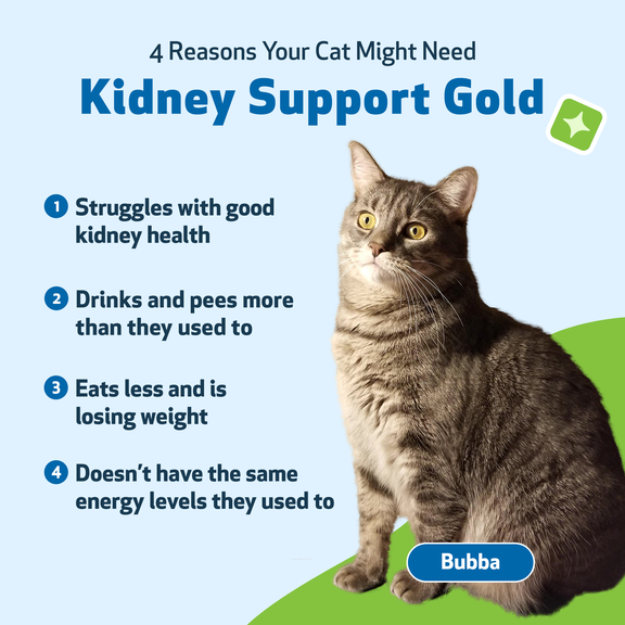 Kidney supplements top for cats