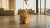 Throat Gold; for Cats managing collapsed trachea and cough, soothes irritated throat tissue, and supports long-term comfort