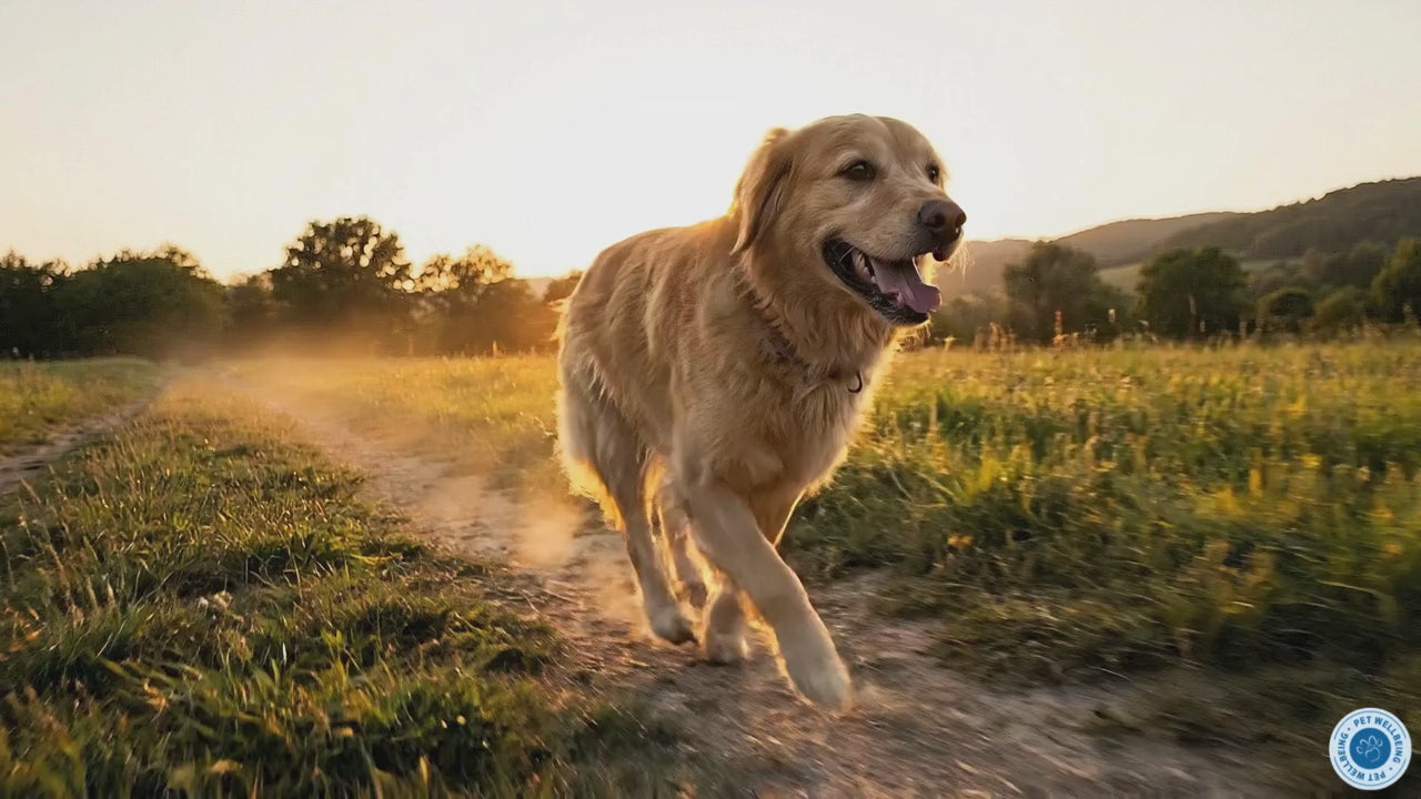 Life Gold; for Dogs managing cancer treatment, complementary support to help the bodies detoxification process, combat cancer and tumor cells, and promote health immune function. 
