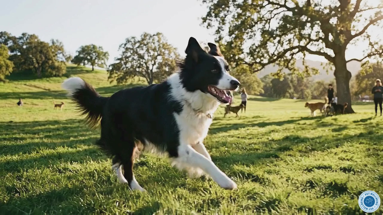 Throat Gold; for Dogs managing collapsed trachea and kennel cough, soothes irritated throat tissue, and supports long-term comfort