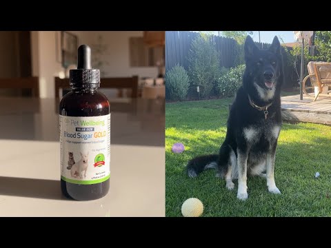 Pet Wellbeing Blood Sugar Gold product video that explains how this high-quality, holistic supplement supports your dogs blood sugar health and normal energy levels.