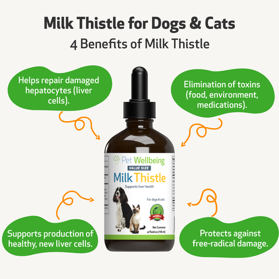 Milk Thistle for Healthy Liver Function in Dogs Pet Wellbeing CA